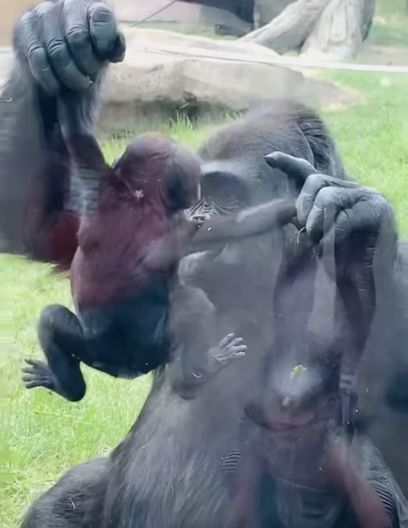 【160万再生突破】「見て、うちの子よ！」動物園でお母さんゴリラが、来園客に自分の赤ちゃんのお披露目してくれました！【海外・動画】