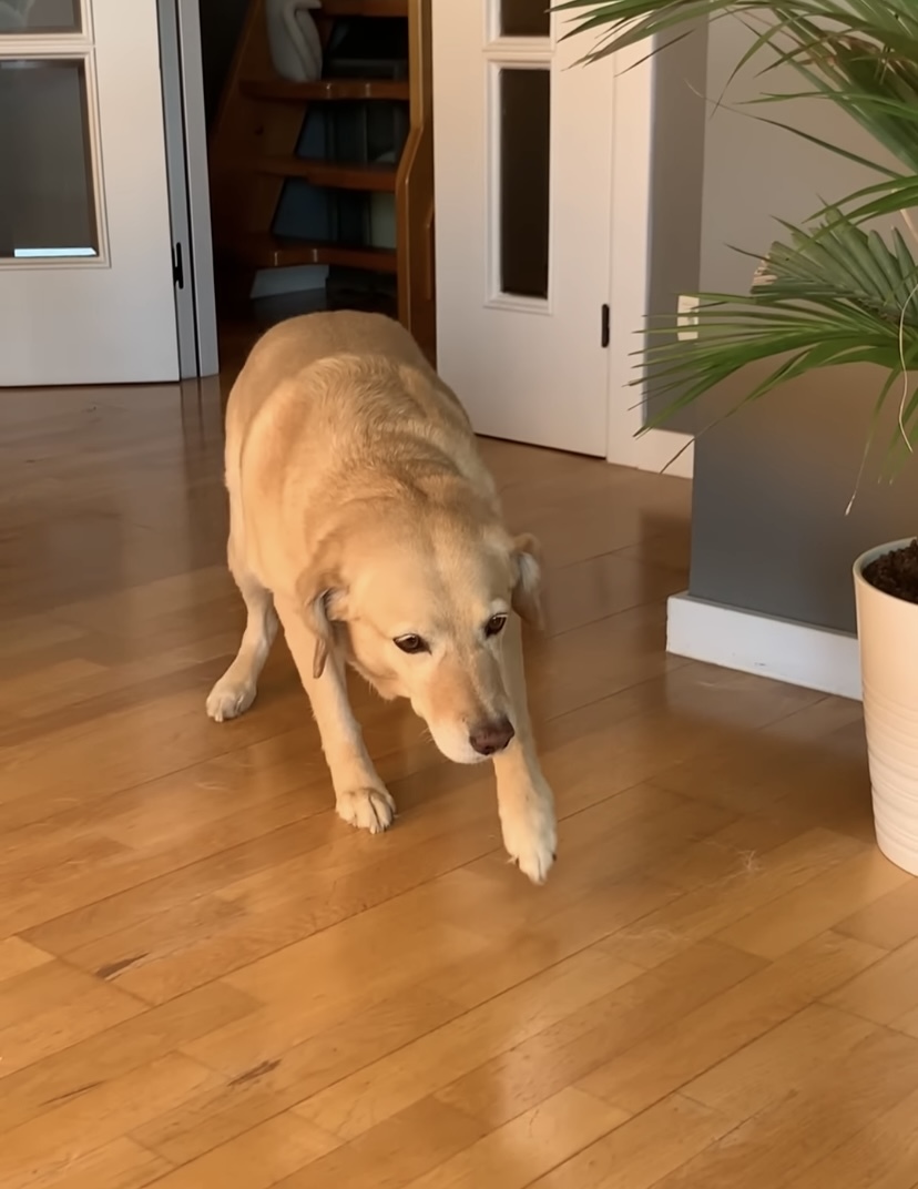 飼い主さんから「ここに来なさい」と呼ばれた犬。ところがこの子、なにやら後ろめたいことがあるらしく・・【海外・動画】