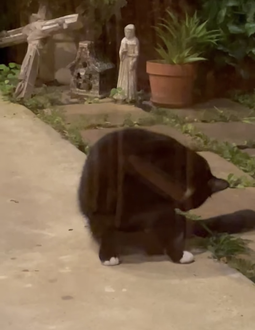 猫がよそ見をしているその隙に・・、「ある野生動物」がちゃっかり猫のご飯を美味しくいただいていました！！【アメリカ・動画】