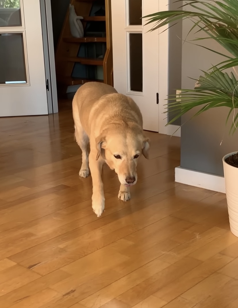 飼い主さんから「ここに来なさい」と呼ばれた犬。ところがこの子、なにやら後ろめたいことがあるらしく・・【海外・動画】