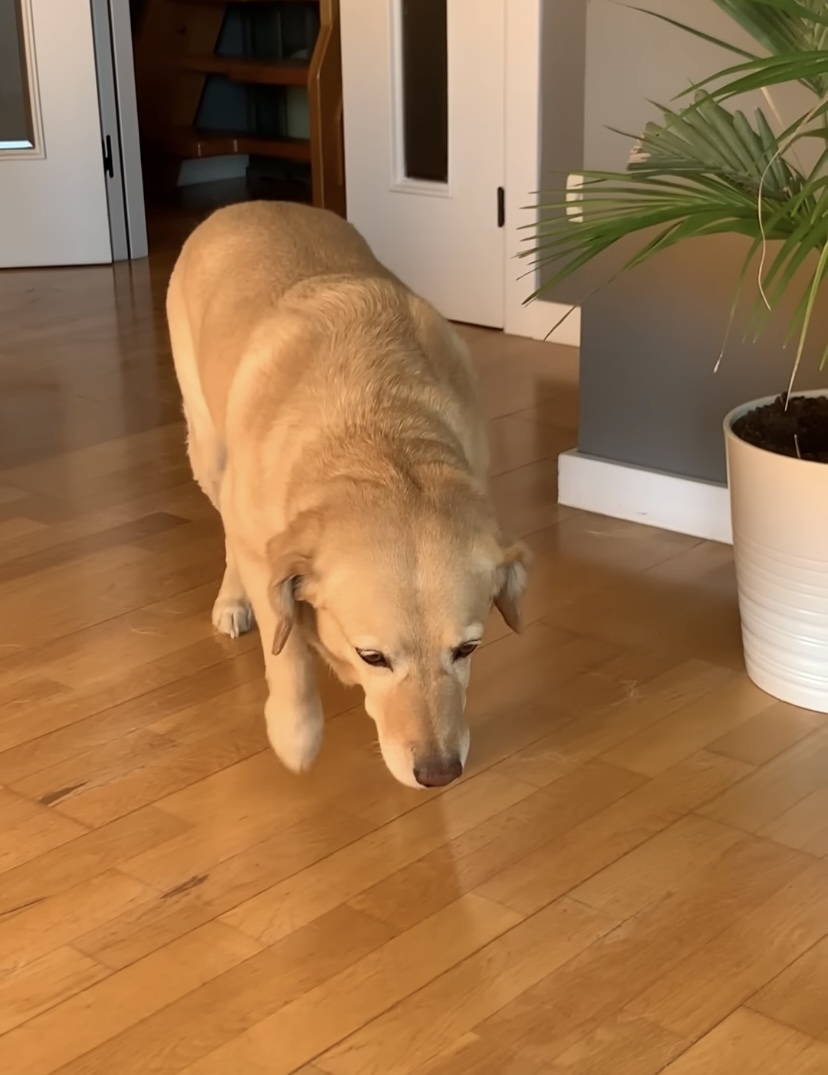 飼い主さんから「ここに来なさい」と呼ばれた犬。ところがこの子、なにやら後ろめたいことがあるらしく・・【海外・動画】