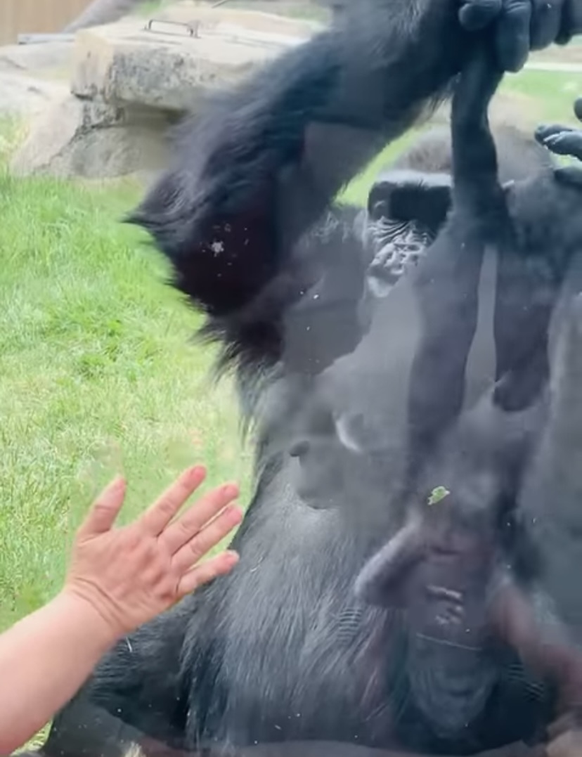 【160万再生突破】「見て、うちの子よ！」動物園でお母さんゴリラが、来園客に自分の赤ちゃんのお披露目してくれました！【海外・動画】