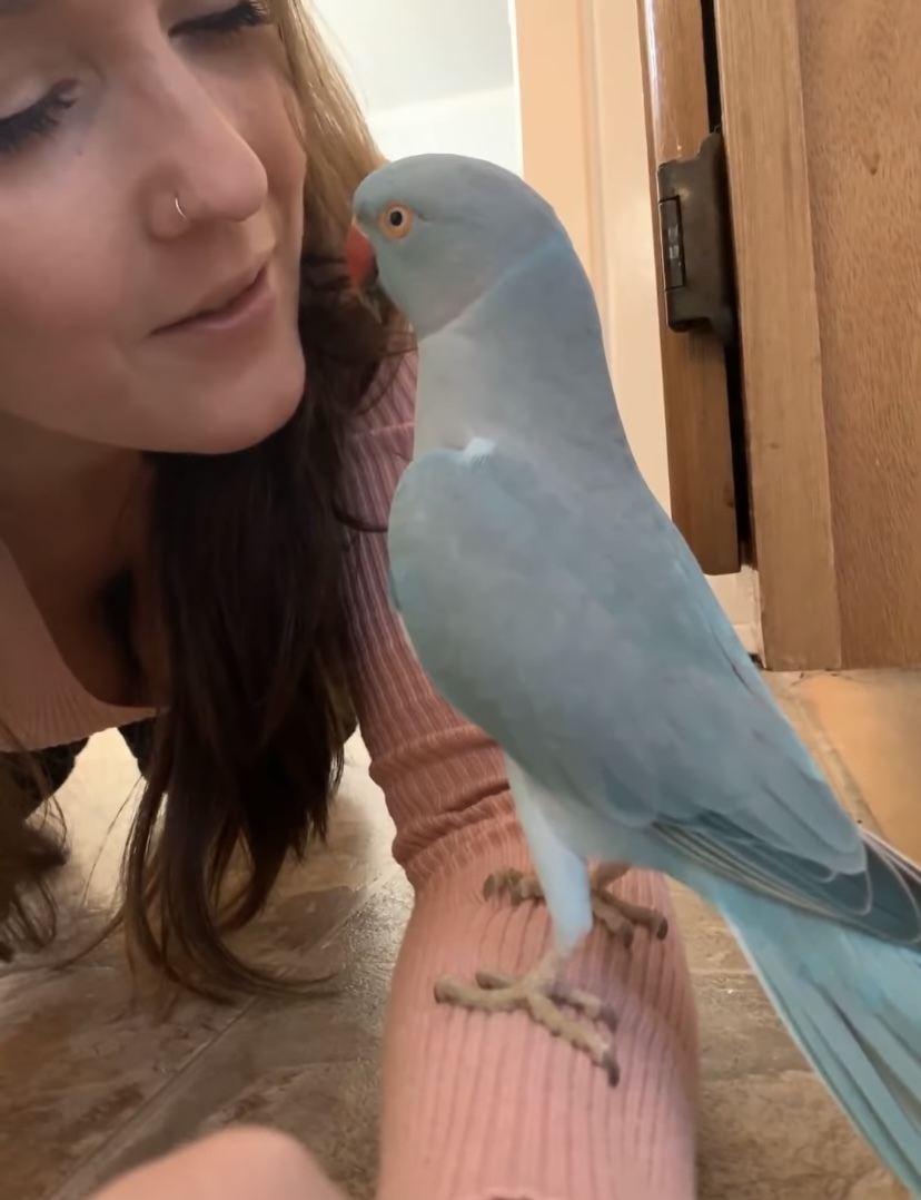 ママとインコのラブラブタイム。キスを交わしたり、「キュートだね」なんて褒め合ったり、まるでカップルのようです！