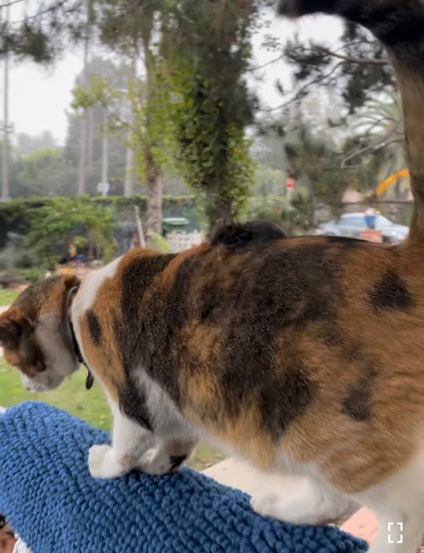 愛猫の背中にいたまさかすぎるお客さん！飼い主さんは衝撃的な光景に驚きつつも冷静に対応しました