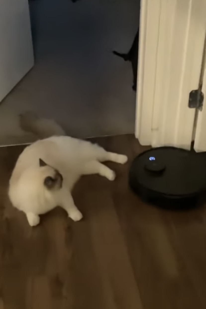 ロボット掃除機を通せんぼする猫。自慢の脚力で追い返すその姿は、かわいらしいのですがちょっと厄介すぎて・・【アメリカ・動画】