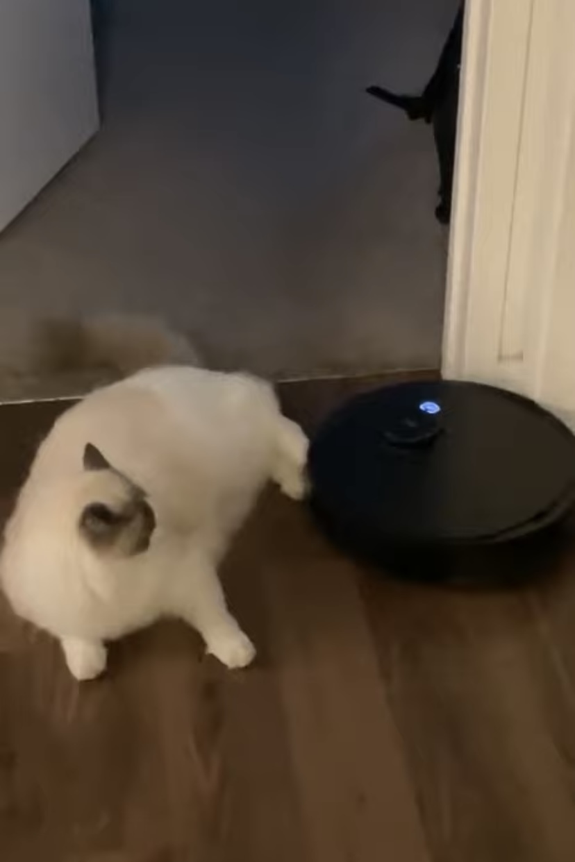 ロボット掃除機を通せんぼする猫。自慢の脚力で追い返すその姿は、かわいらしいのですがちょっと厄介すぎて・・【アメリカ・動画】