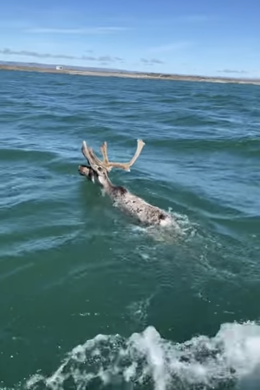 湖を進むボートの先になにやら動物の影が・・。それはなんと、クリスマスでお馴染みの『あの動物』だったのです！！【海外・動画】