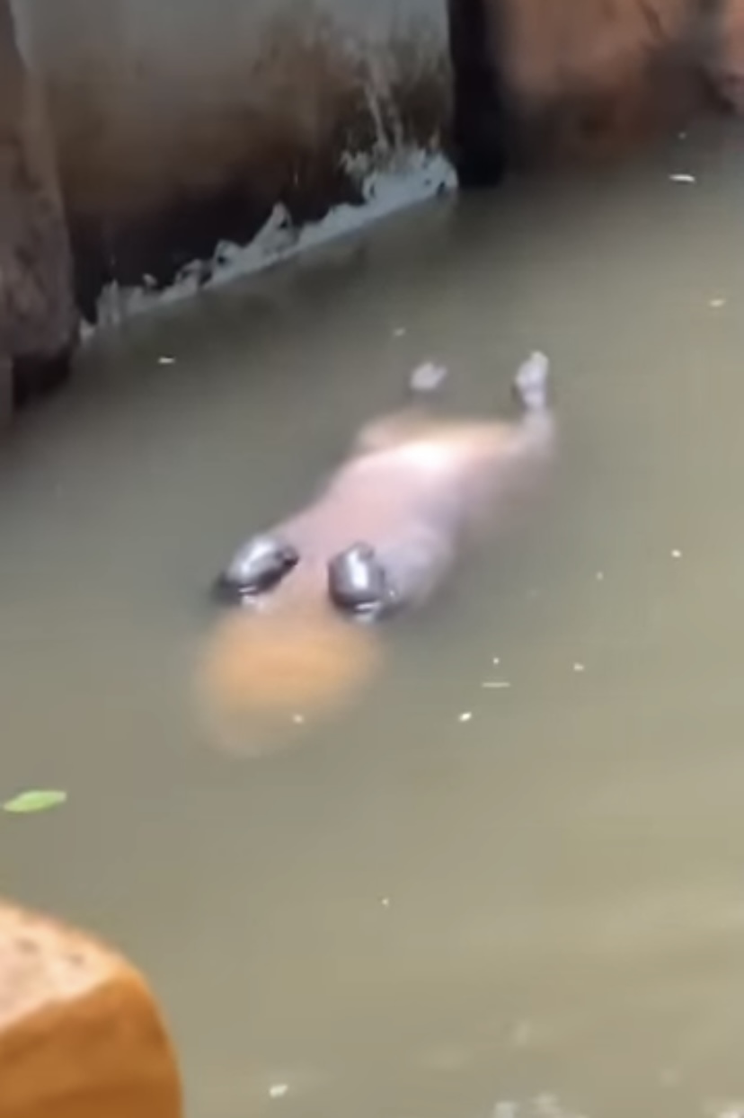 【1500万超再生の人気動画】水面に浮かぶなにか巨大な物体。その正体は・・、水中でひっくり返ってお昼寝をしていた『動物園の人気者』でした！！