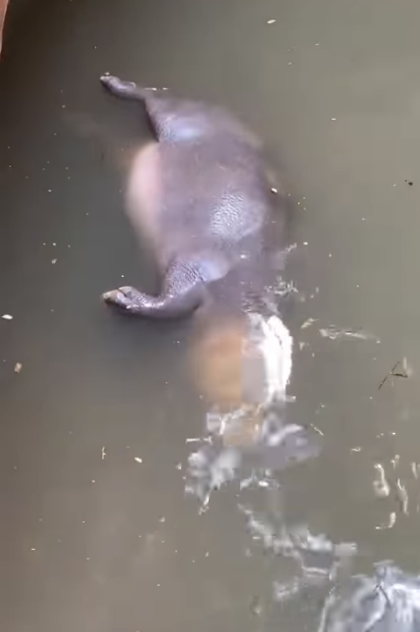 【1500万超再生の人気動画】水面に浮かぶなにか巨大な物体。その正体は・・、水中でひっくり返ってお昼寝をしていた『動物園の人気者』でした！！