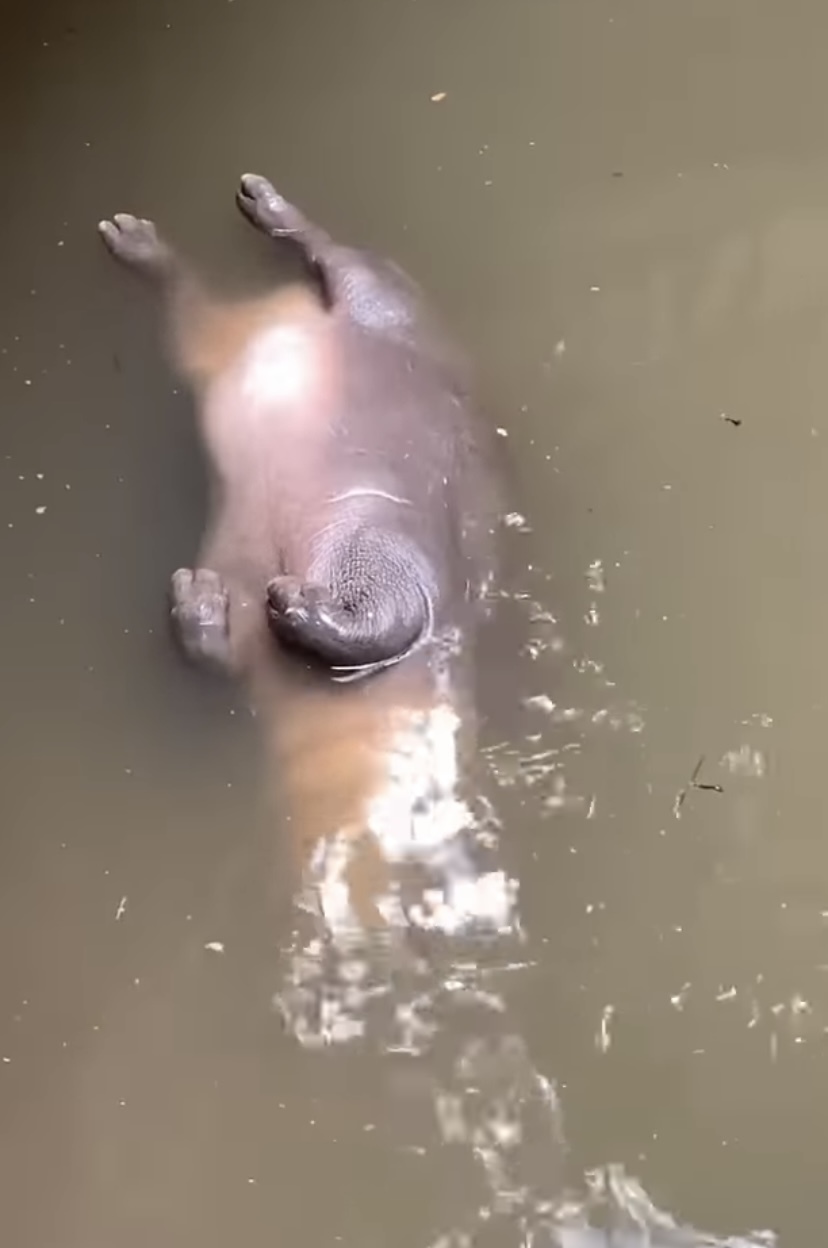 【1500万超再生の人気動画】水面に浮かぶなにか巨大な物体。その正体は・・、水中でひっくり返ってお昼寝をしていた『動物園の人気者』でした！！