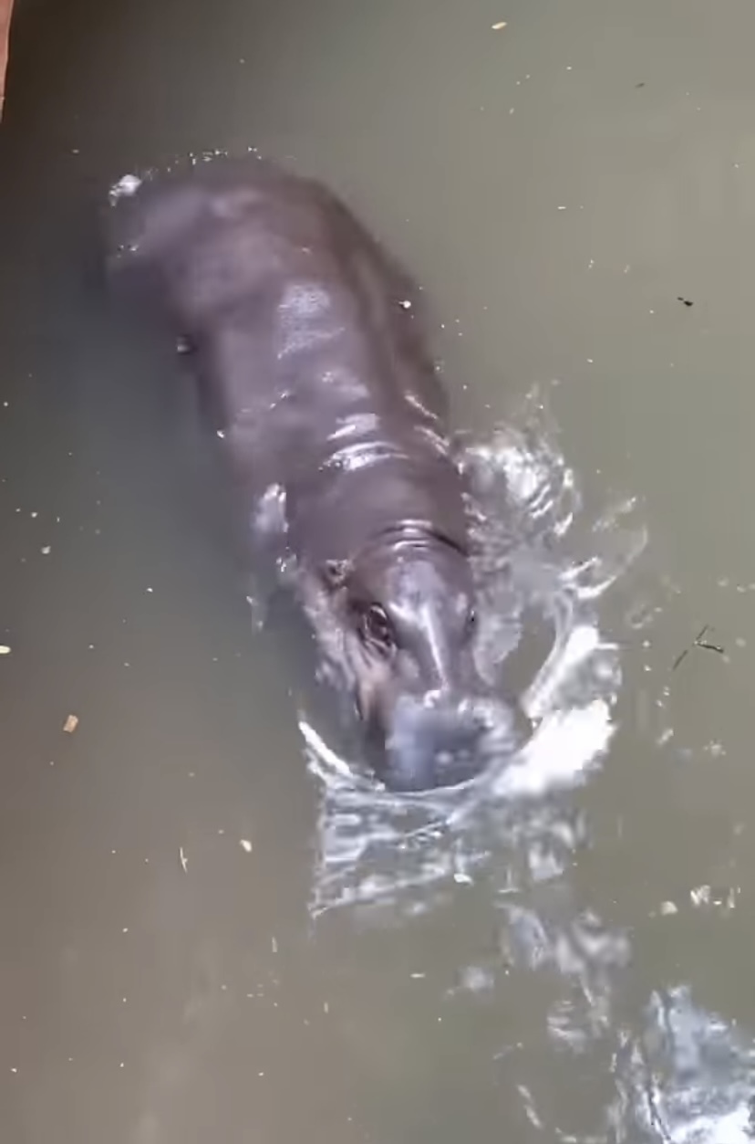 【1500万超再生の人気動画】水面に浮かぶなにか巨大な物体。その正体は・・、水中でひっくり返ってお昼寝をしていた『動物園の人気者』でした！！