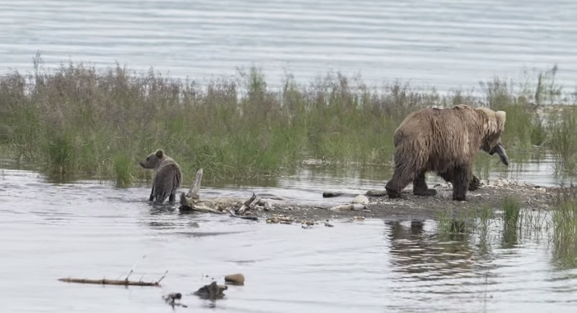 川に入ったお母さんクマの背中にいる赤ちゃんクマ。きょうだいは自力で泳いでいるのに、この子は楽ちんそう。浅瀬まで連れて行ってもらいました