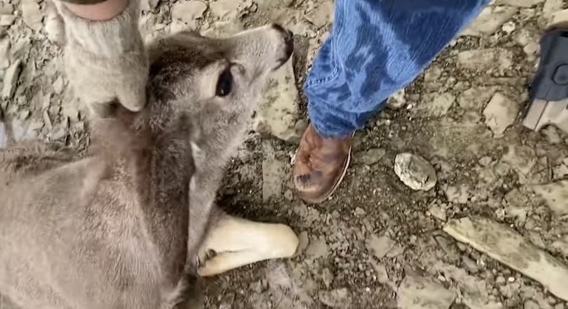 氷上で動けなくなっているシカを発見した男性。その状況を見過ごせず、危険を覚悟で救助に乗り出しました！