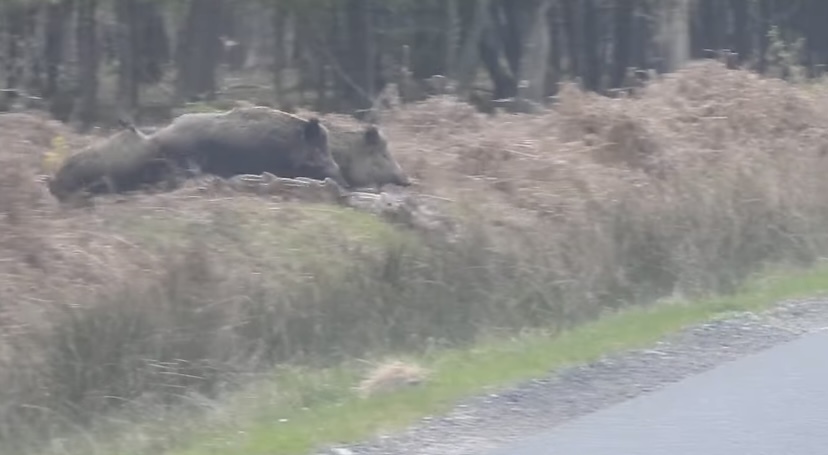 みんなでゾロゾロ、道路を横切る『ある動物』の群れ。圧巻の勢いと列の後方を走るかわいい子達！この群れは総勢なんと・・・！！【海外・動画】