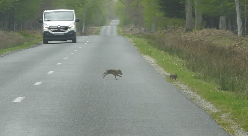 みんなでゾロゾロ、道路を横切る『ある動物』の群れ。圧巻の勢いと列の後方を走るかわいい子達！この群れは総勢なんと・・・！！【海外・動画】