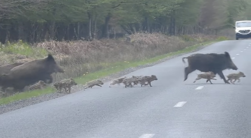 みんなでゾロゾロ、道路を横切る『ある動物』の群れ。圧巻の勢いと列の後方を走るかわいい子達！この群れは総勢なんと・・・！！【海外・動画】