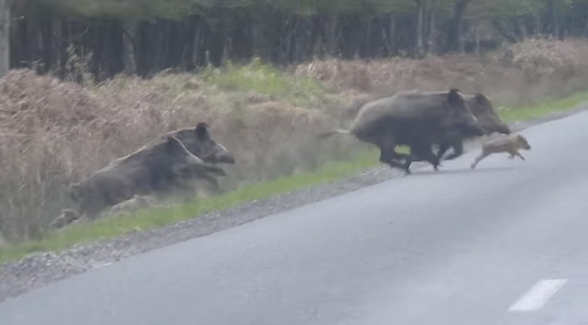 みんなでゾロゾロ、道路を横切る『ある動物』の群れ。圧巻の勢いと列の後方を走るかわいい子達！この群れは総勢なんと・・・！！【海外・動画】