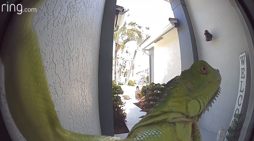 玄関のカメラの前に姿を現した緑色のお客さん。家主が思わず飛び上がって叫んだその相手とは・・・