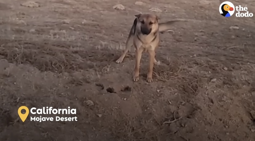 【感動】砂漠で暮らす野良犬と、その子を保護するために毎日足を運んだ女性の物語