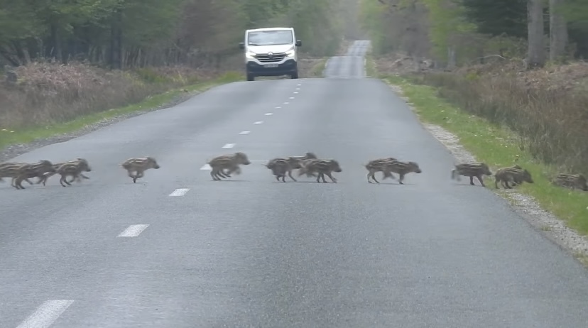 みんなでゾロゾロ、道路を横切る『ある動物』の群れ。圧巻の勢いと列の後方を走るかわいい子達！この群れは総勢なんと・・・！！【海外・動画】