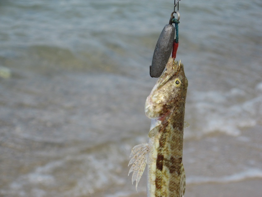 【連載】え！こんなもので魚が釣れるの？自作疑似餌「オモック」のすすめ