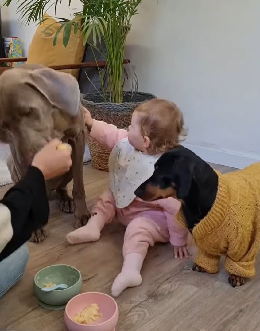 スプーンの使い分けは間違えません！赤ちゃんと愛犬たちにかわるがわるごはんを食べさせてあげるお母さん