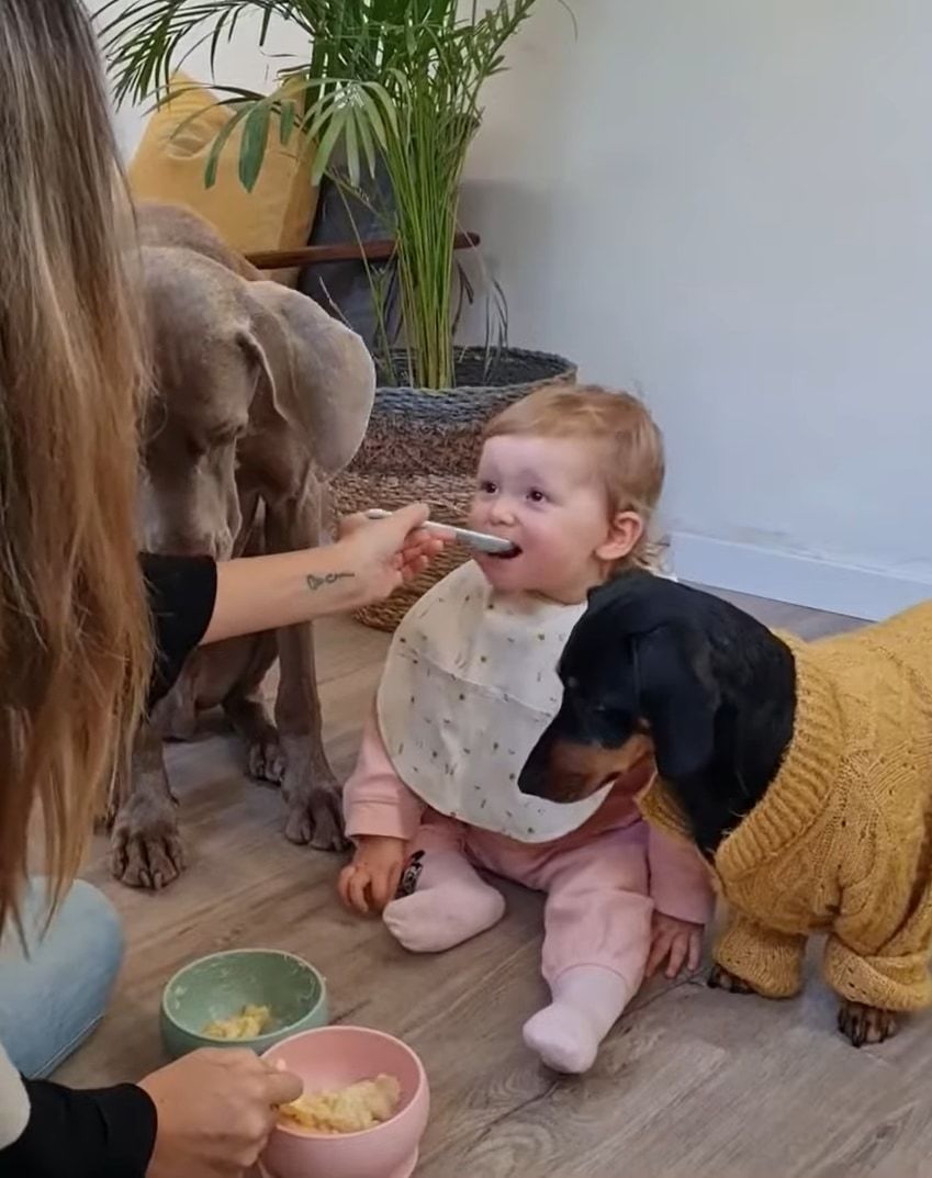スプーンの使い分けは間違えません！赤ちゃんと愛犬たちにかわるがわるごはんを食べさせてあげるお母さん