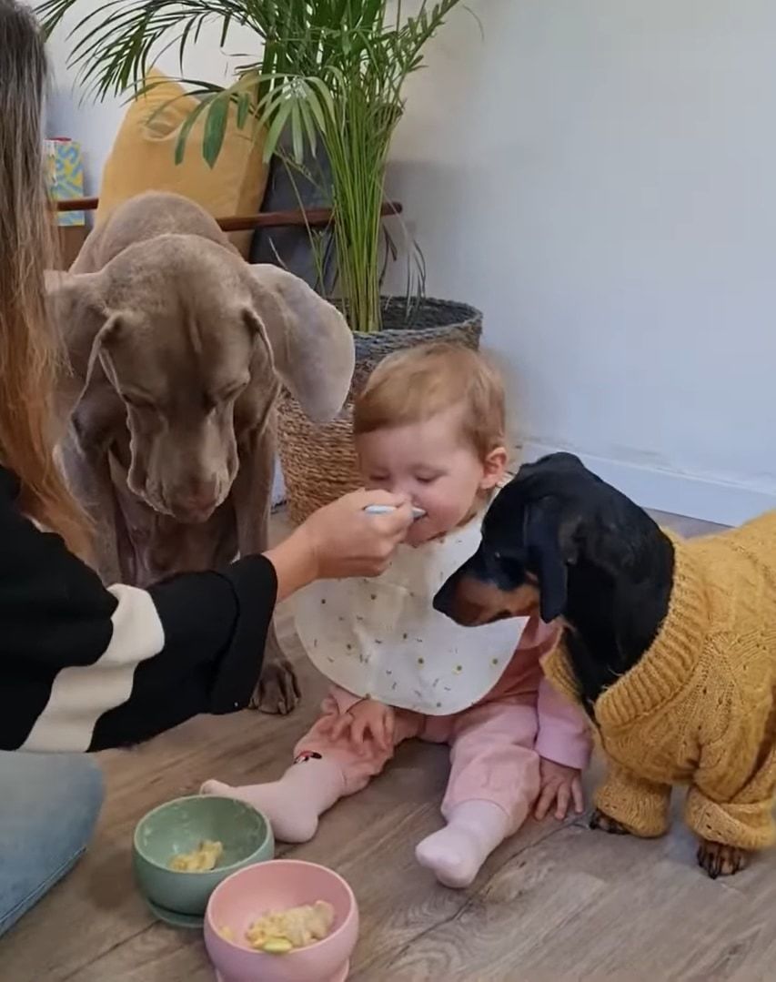 スプーンの使い分けは間違えません！赤ちゃんと愛犬たちにかわるがわるごはんを食べさせてあげるお母さん