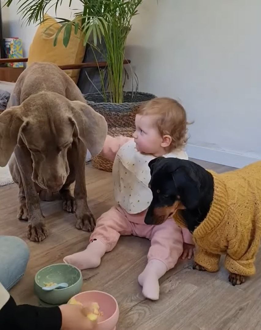 スプーンの使い分けは間違えません！赤ちゃんと愛犬たちにかわるがわるごはんを食べさせてあげるお母さん