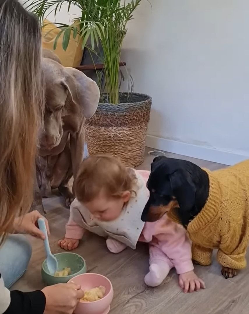 スプーンの使い分けは間違えません！赤ちゃんと愛犬たちにかわるがわるごはんを食べさせてあげるお母さん