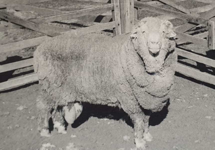 セイメェェェの神秘！？50年凍結された“最古の精子“から羊が誕生