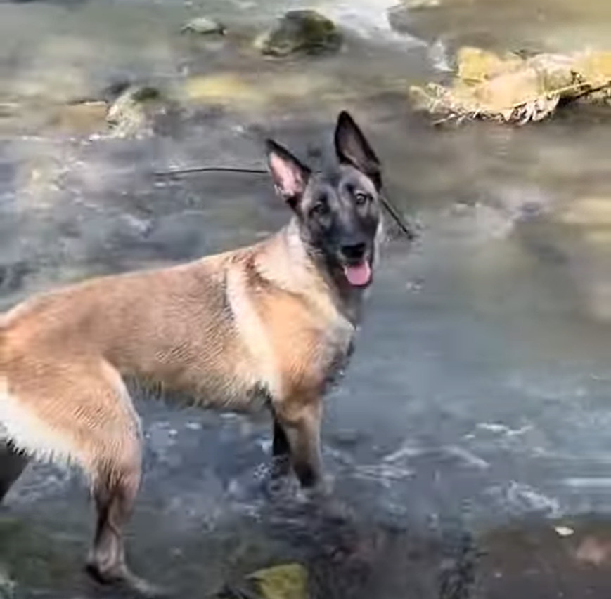 そこで気を緩めちゃダメ！お気に入りの木の枝をくわえあげゴキゲンで振り向いたマリノア。だけどそこは川の中だよ！！