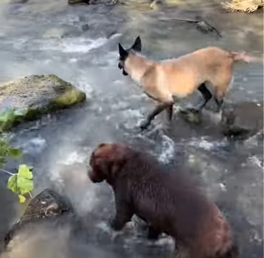 そこで気を緩めちゃダメ！お気に入りの木の枝をくわえあげゴキゲンで振り向いたマリノア。だけどそこは川の中だよ！！