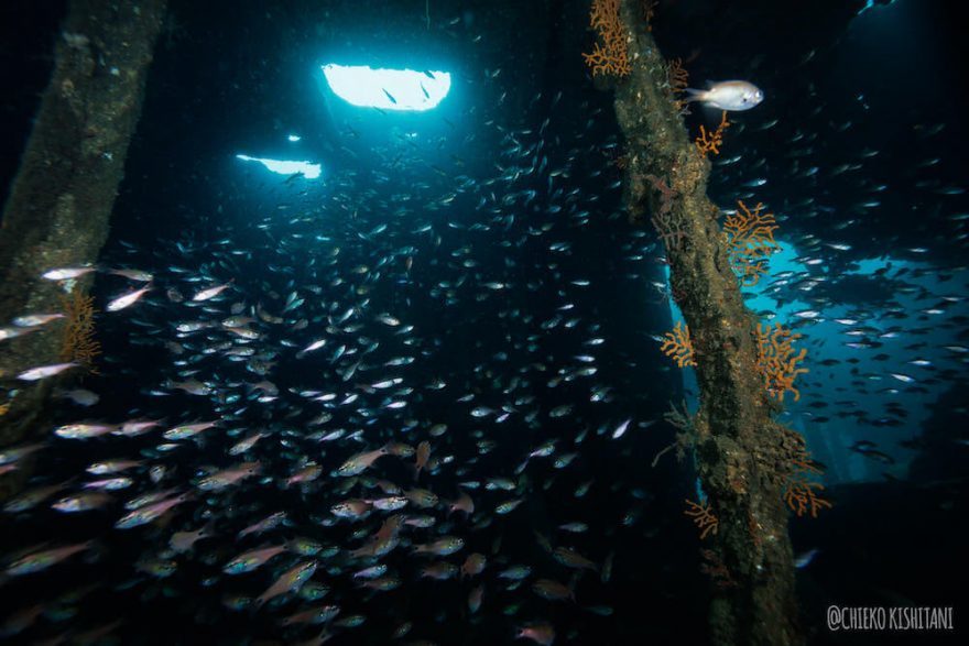 【静岡県・熱海】ダイバー必見！2022年夏、全国各地のガイドたちが薦める海はここだ！ 連載No.5