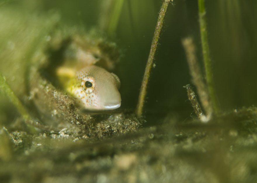 【大分県・田ノ浦】ダイバー必見！2022年夏、全国各地のガイドたちが薦める海はここだ！ 連載No.6