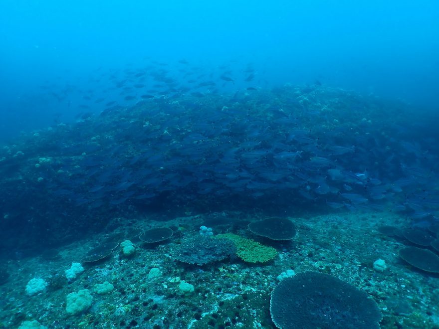 【和歌山県・串本-2】ダイバー必見！2022年夏、全国各地のガイドたちが薦める海はここだ！ 連載No.10