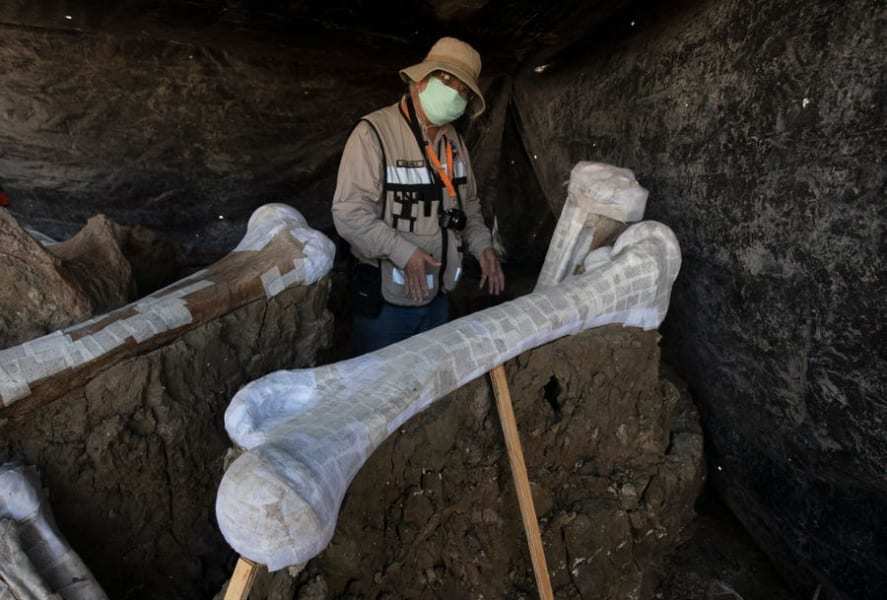 メキシコの建設地から史上最大量の「200体のマンモスの骨」が出土！