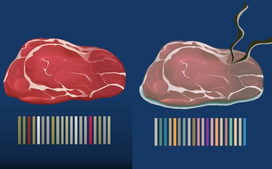 肉の鮮度を嗅ぎ分けるアプリ「電子鼻」が開発中。AIはヒトの嗅覚まで再現できる!?