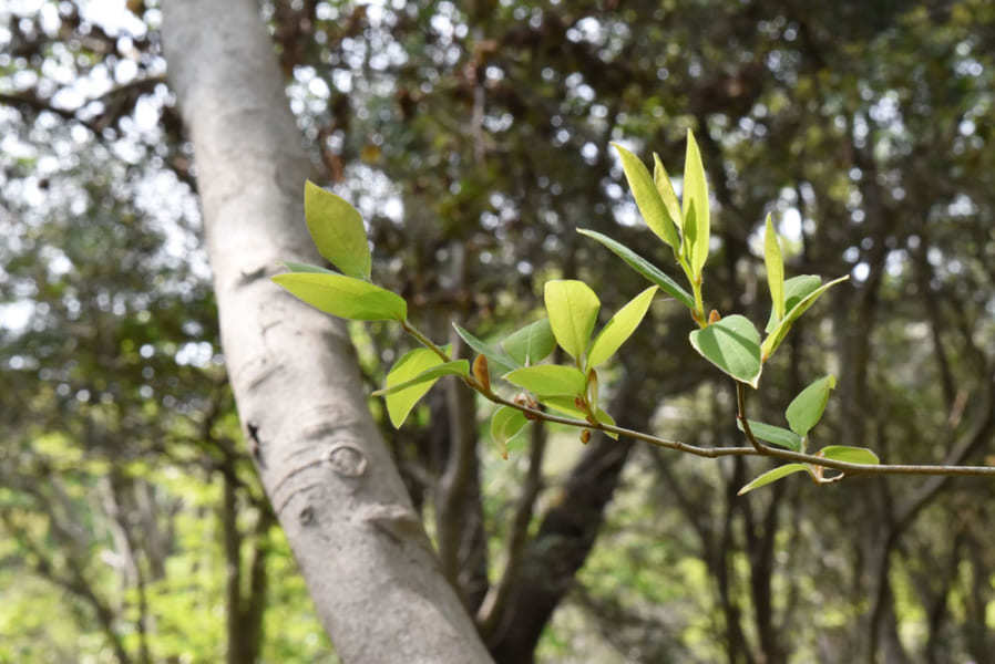 日本のヤマコウバシがたった1本の母樹から生まれた「クローン」だったと判明！