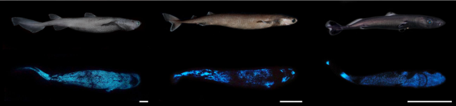 「光るサメ」をニュージーランド沖で発見！ 発光生物としては世界最大