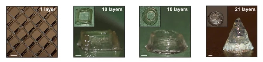 微生物インクで「生きた物体」を3Dプリント　ブドウ糖液で成長も確認