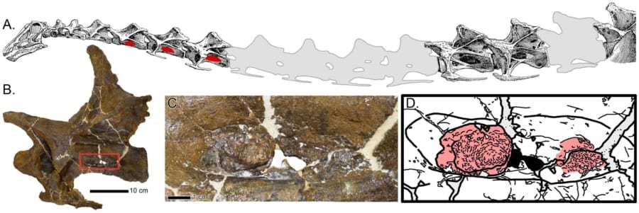 竜脚類の化石から「呼吸器感染症」の証拠を発見！　首が長いから大問題だった？