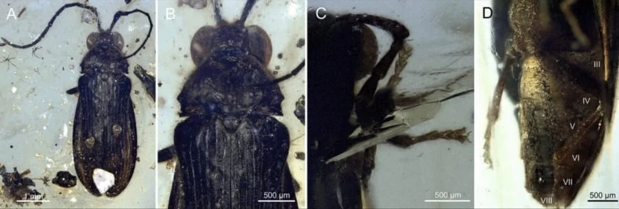 “琥珀から見つかった9900万年前のナゾの甲虫”の正体が3D復元により暴かれる！ 日本のコメツキムシの祖先の可能性（ミャンマー）