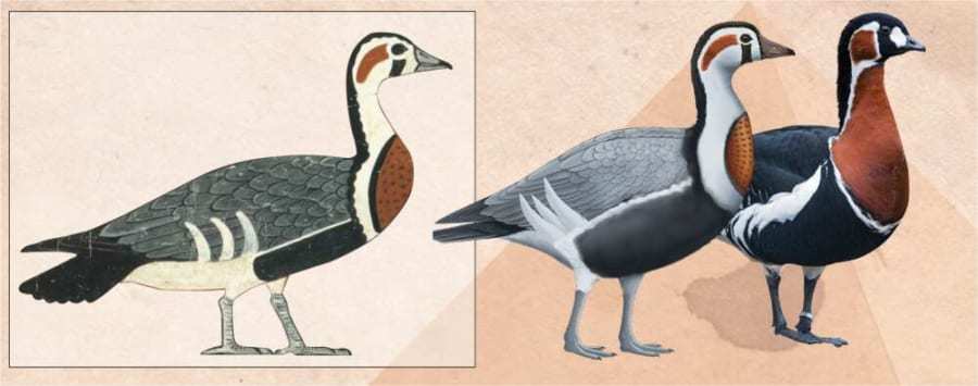 古代エジプトの壁画から「新種の鳥類」を発見　すでに絶滅した種だった？