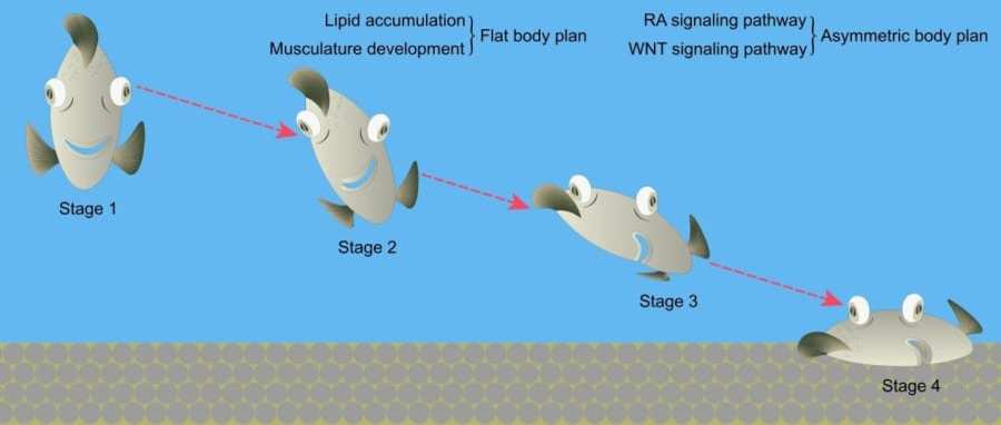 ヒラメは左右対称の体を持った魚から「少しずつペラペラに」進化していた！　海底への適応のためDNAも大幅に改造