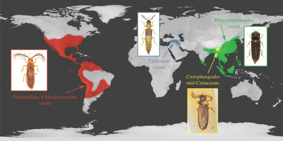 1億年前の「光る甲虫」の化石を発見！ 発光器官が無傷のまま保存されていた