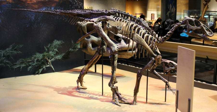 北米から日本まで歩いて上陸したエドモンドサウルスの全貌が明らかに