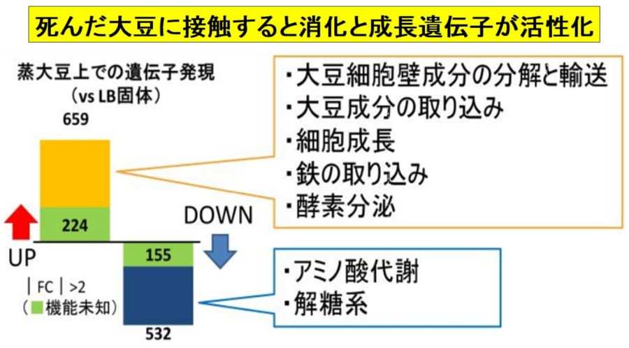 納豆を作るとき「大豆を蒸す理由」がやっと判明! “生きた大豆は納豆菌を嫌い、納豆菌は死んだ大豆が好き”