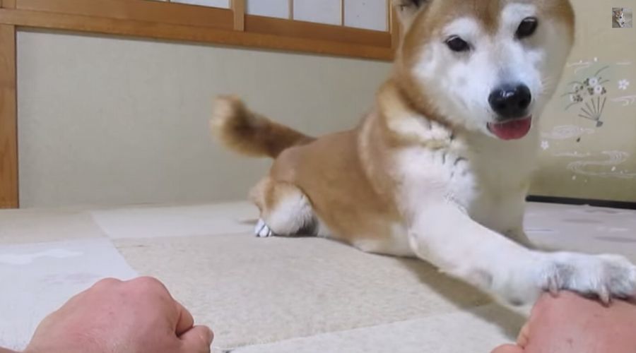 「おやつ、どっち？」に何度もはずしてしまう柴犬ちゃめ助くんの癒し映像