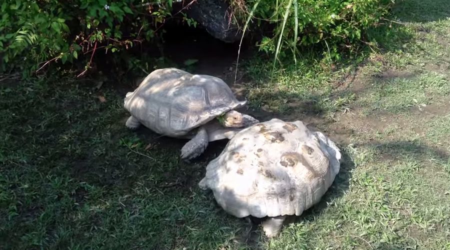 優しい亀。亀にも仲間を助けたいという感情があると分かる映像